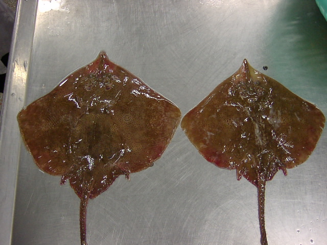 Sting Ray 